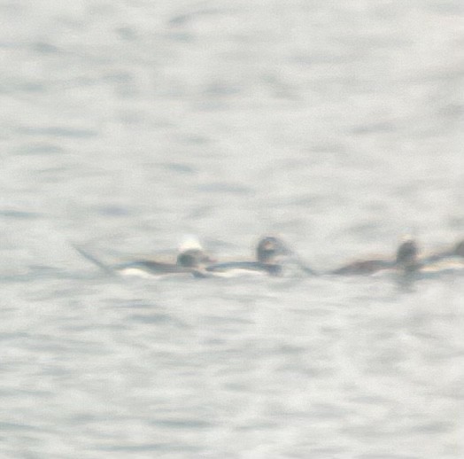 Long-tailed Duck - ML632903908