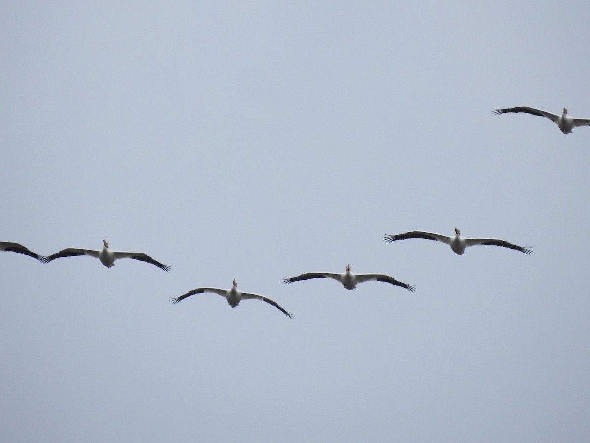 American White Pelican - Beth Simkins
