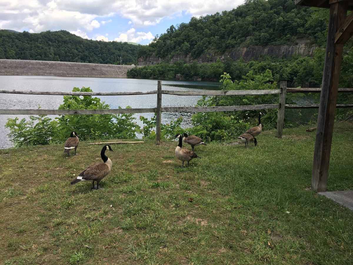 Canada Goose - Kelly Krechmer