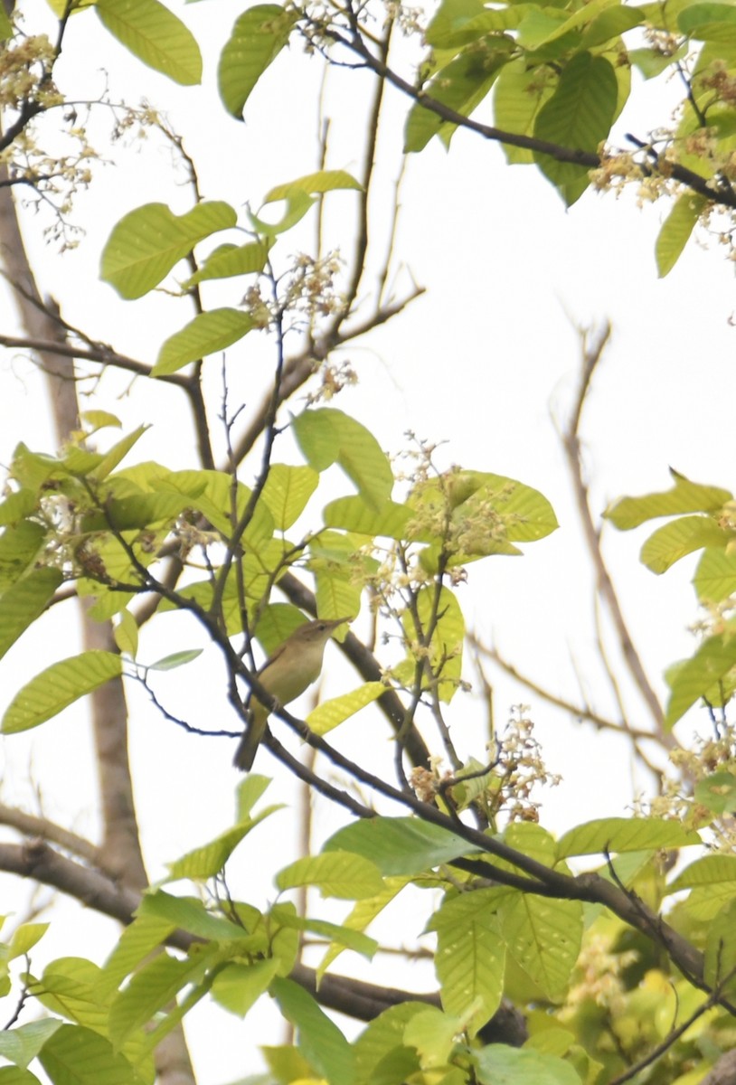 布氏葦鶯 - ML632904158