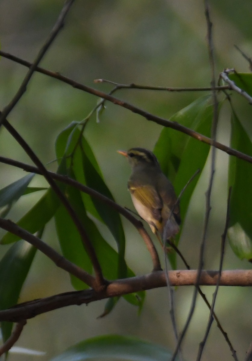 Western Crowned Warbler - ML632904164