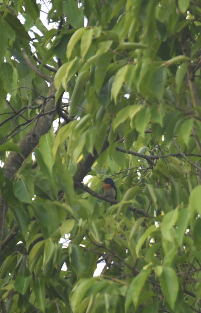 藍喉藍仙鶲 - ML632904177