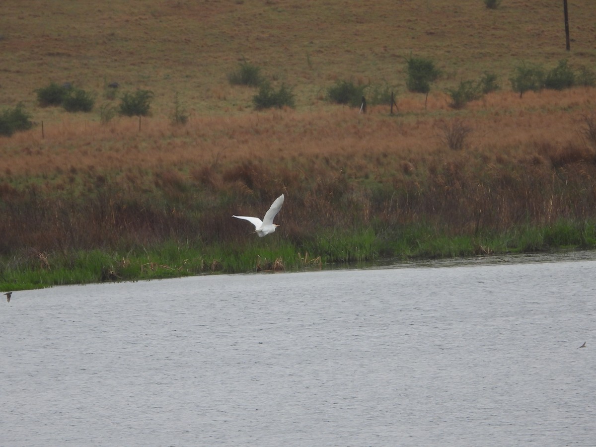 Western Cattle-Egret - ML632904450