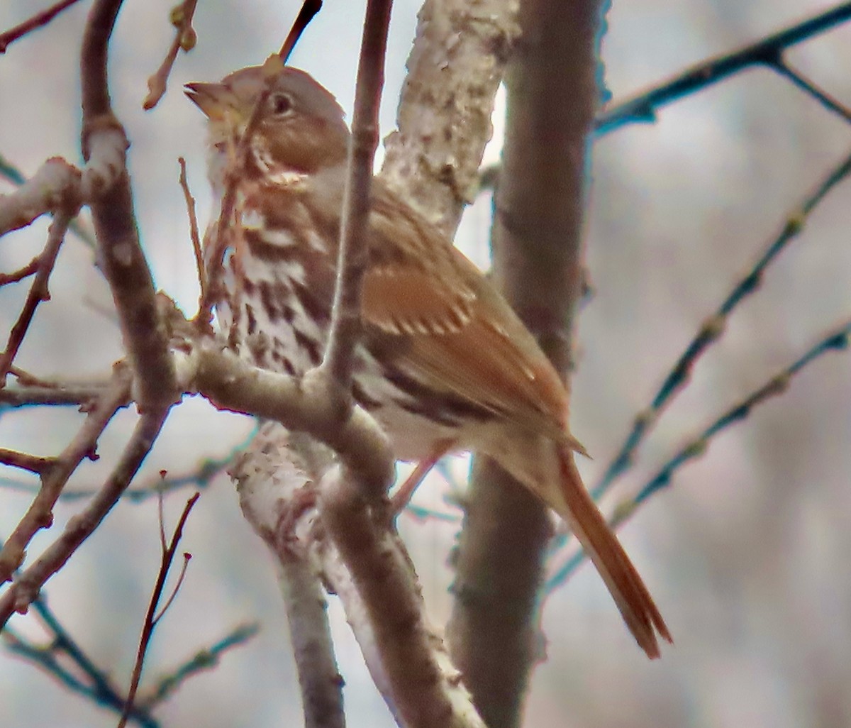 Fox Sparrow (Red) - ML632904461