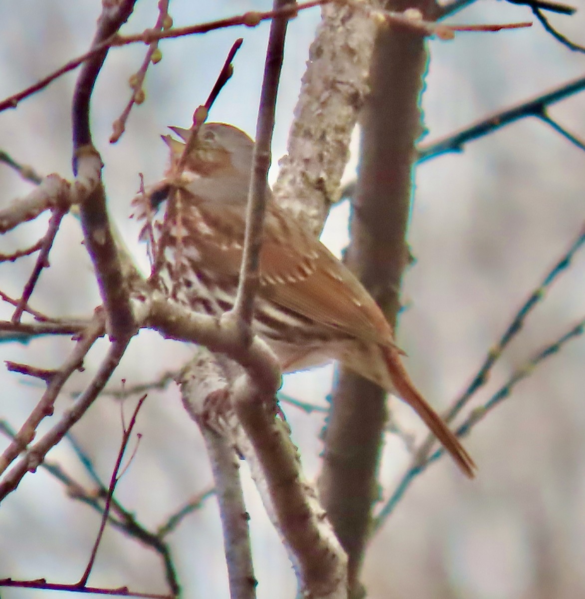 Fox Sparrow (Red) - ML632904512