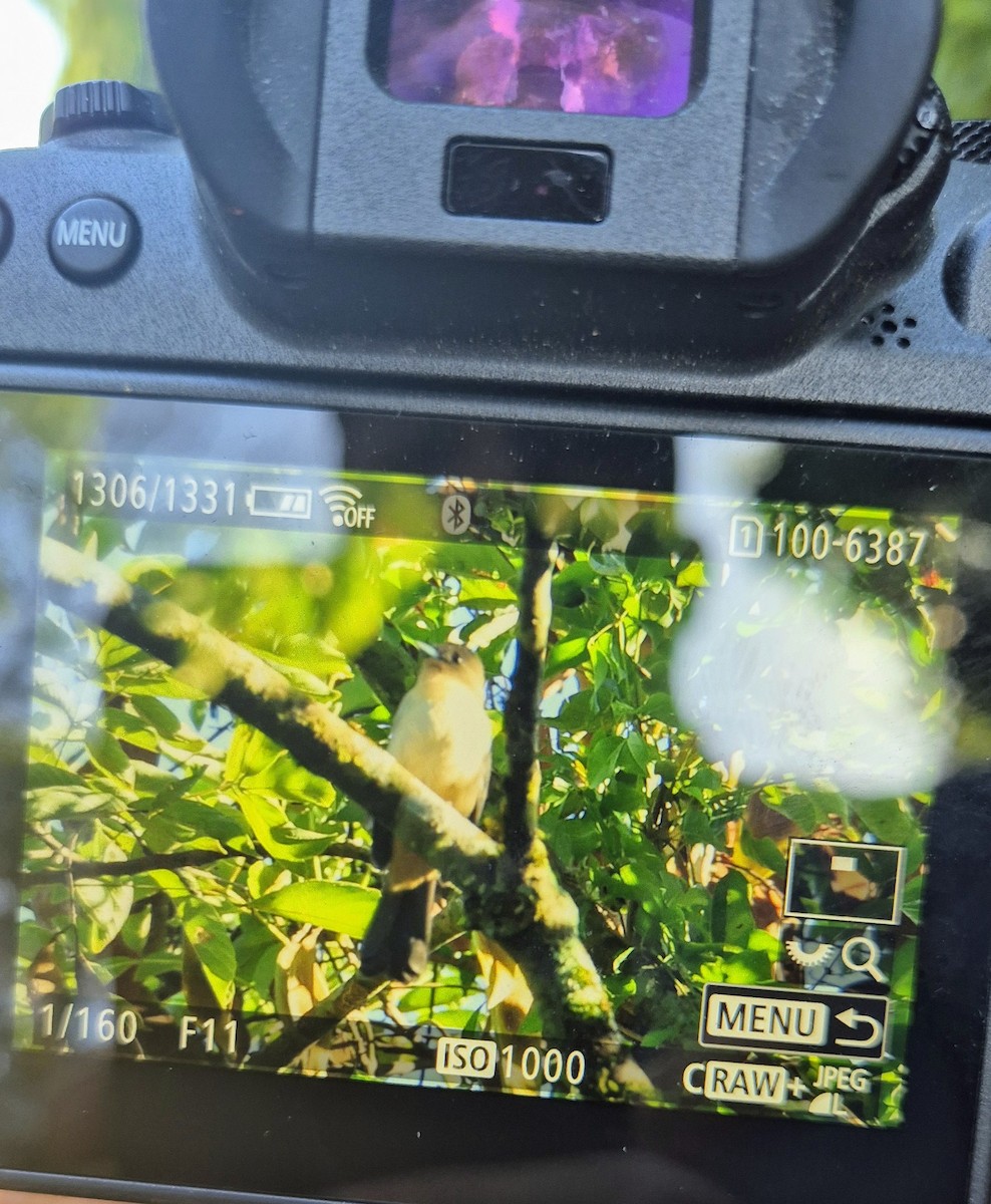 Crested Becard - ML632904550