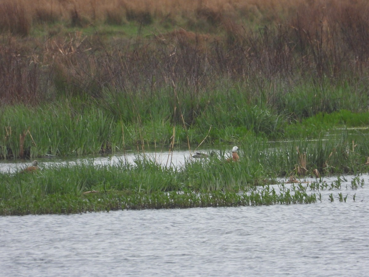 South African Shelduck - ML632904564