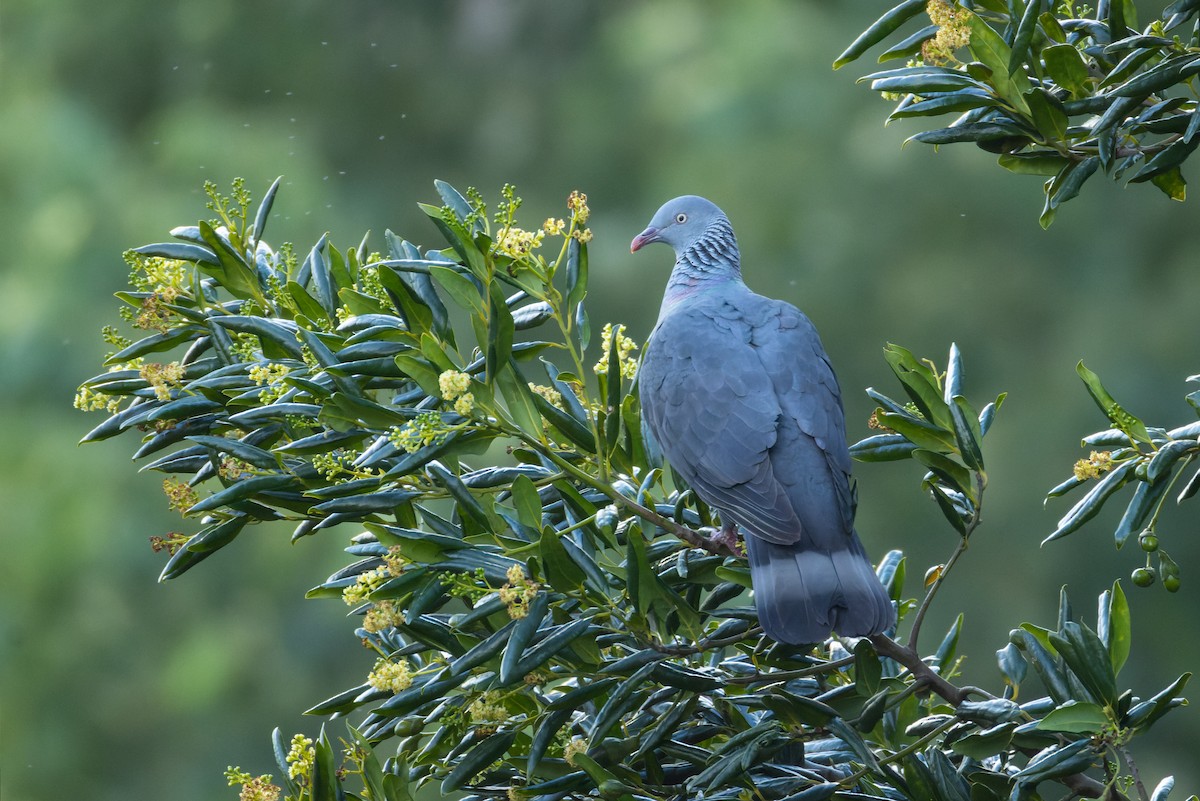 Trocaz Pigeon - ML632904584