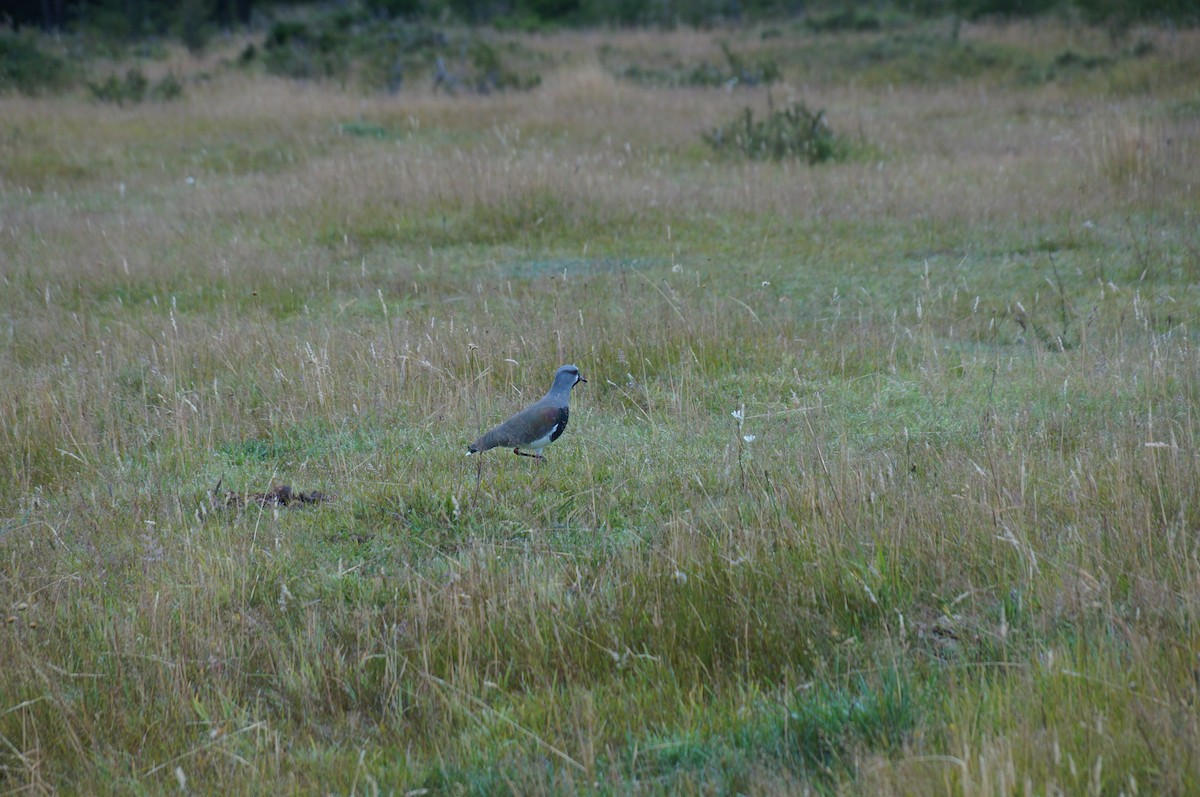 Southern Lapwing - ML632904615