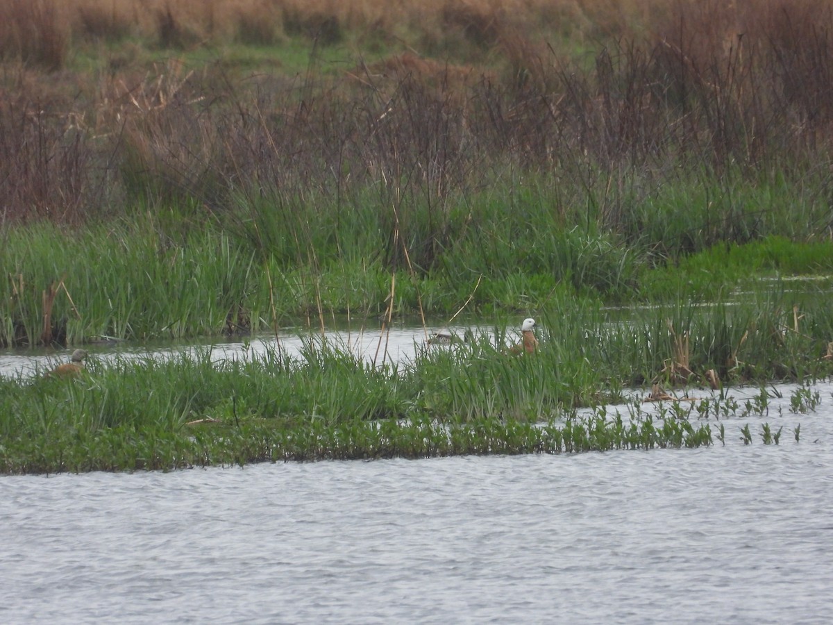 South African Shelduck - ML632904641