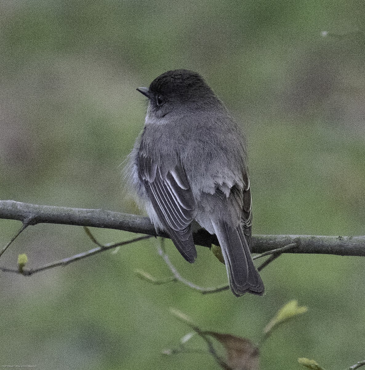 Eastern Phoebe - ML632904664