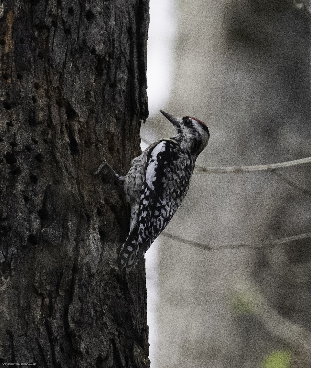 Yellow-bellied Sapsucker - ML632904678