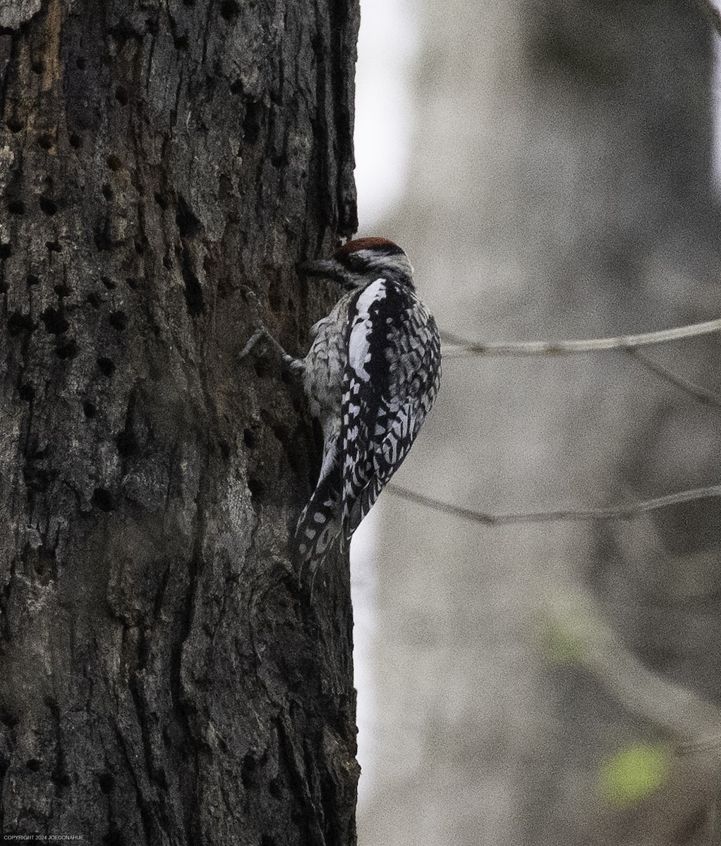 Yellow-bellied Sapsucker - ML632904679