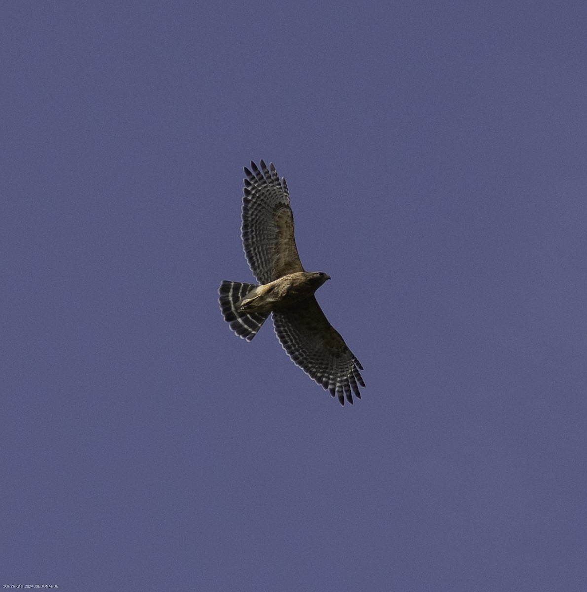 Red-shouldered Hawk - ML632904717