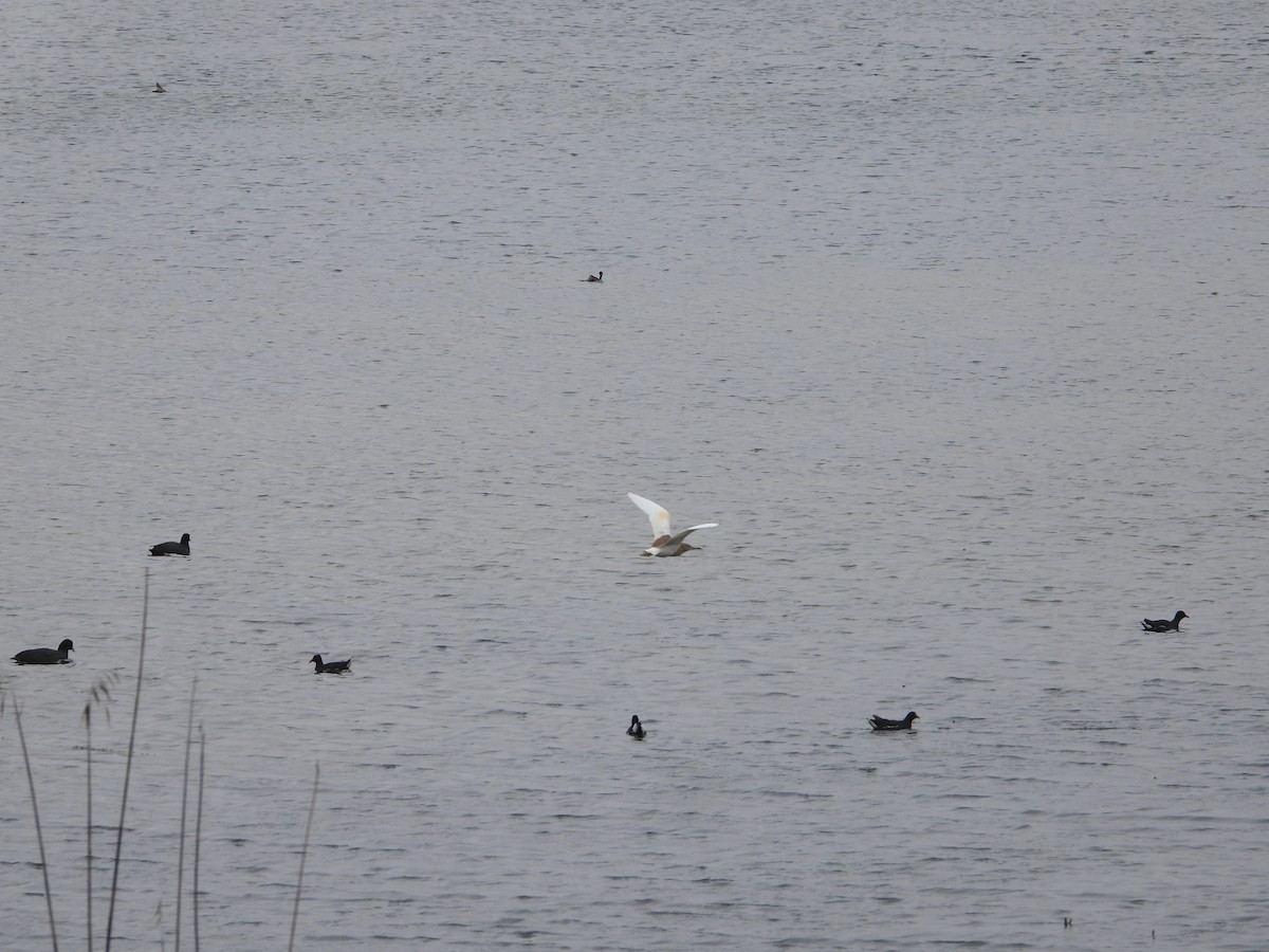 Squacco Heron - ML632904719