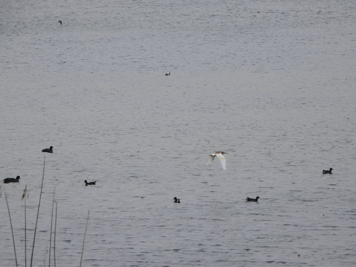Squacco Heron - ML632904720