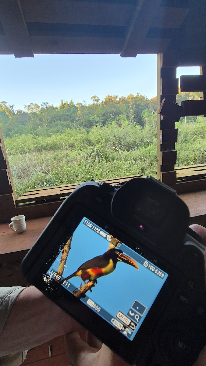 Chestnut-eared Aracari - ML632904733