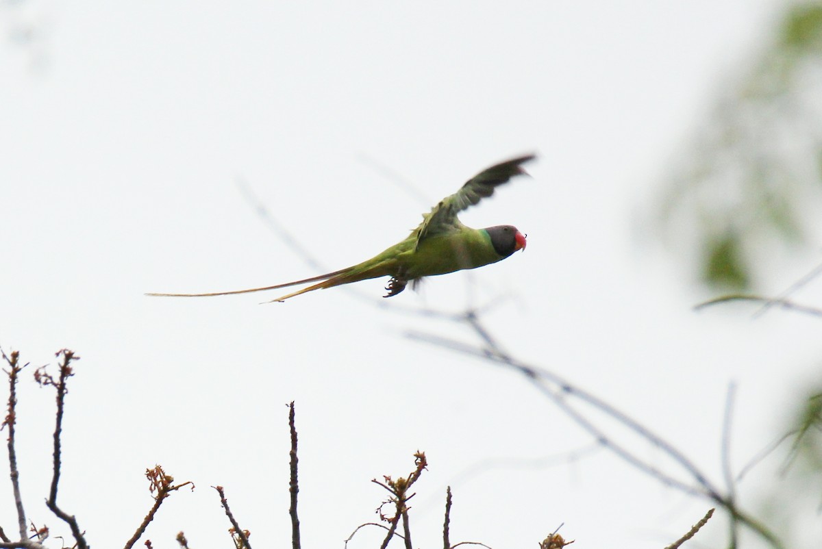 Gray-headed Parakeet - ML632904742