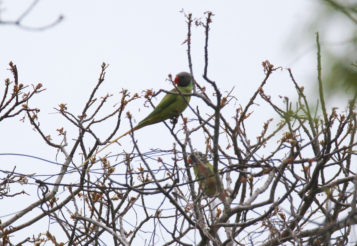 Gray-headed Parakeet - ML632904744