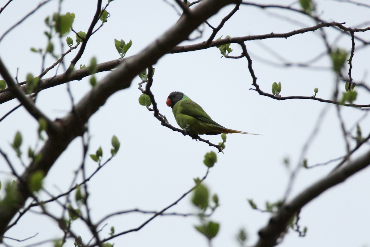 Gray-headed Parakeet - ML632904745