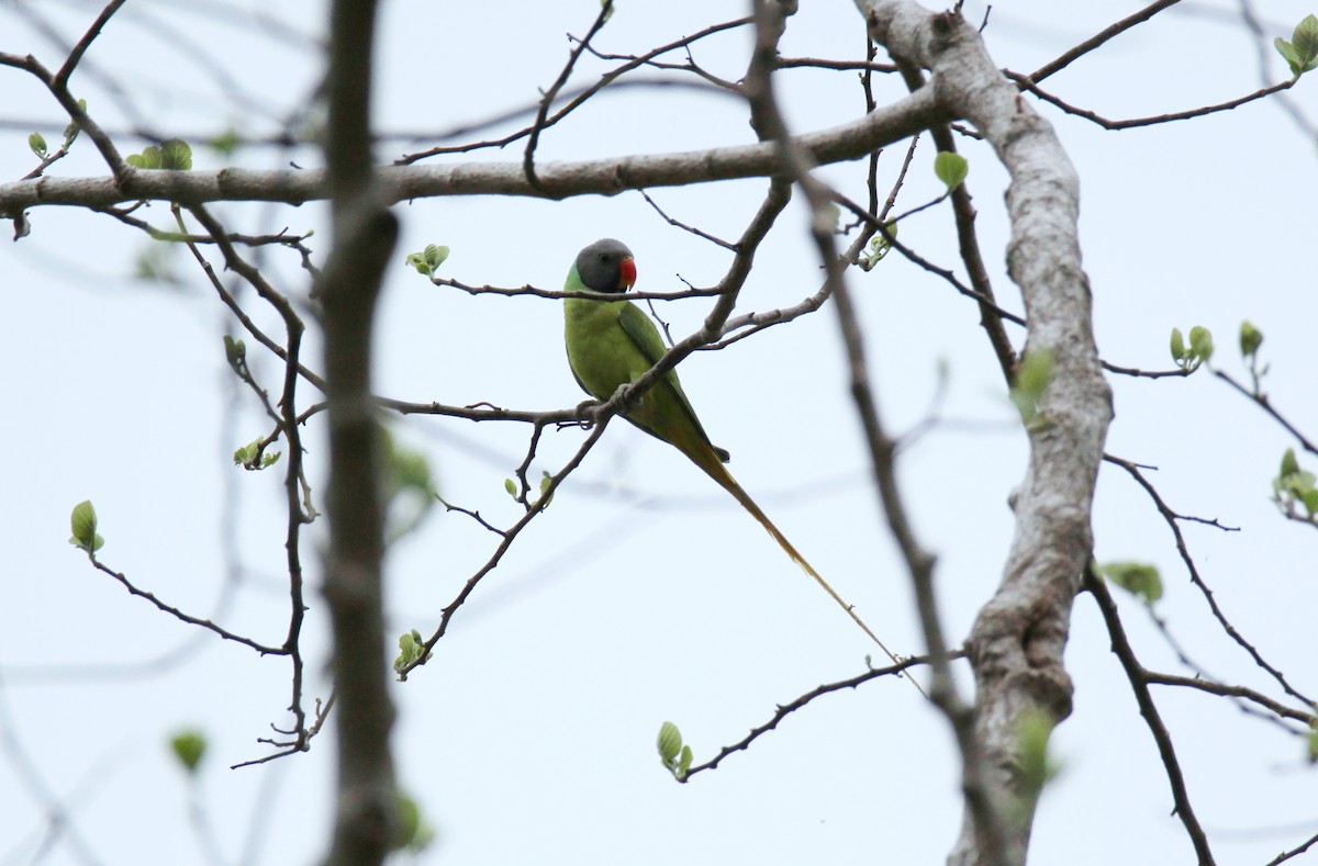 Gray-headed Parakeet - ML632904746