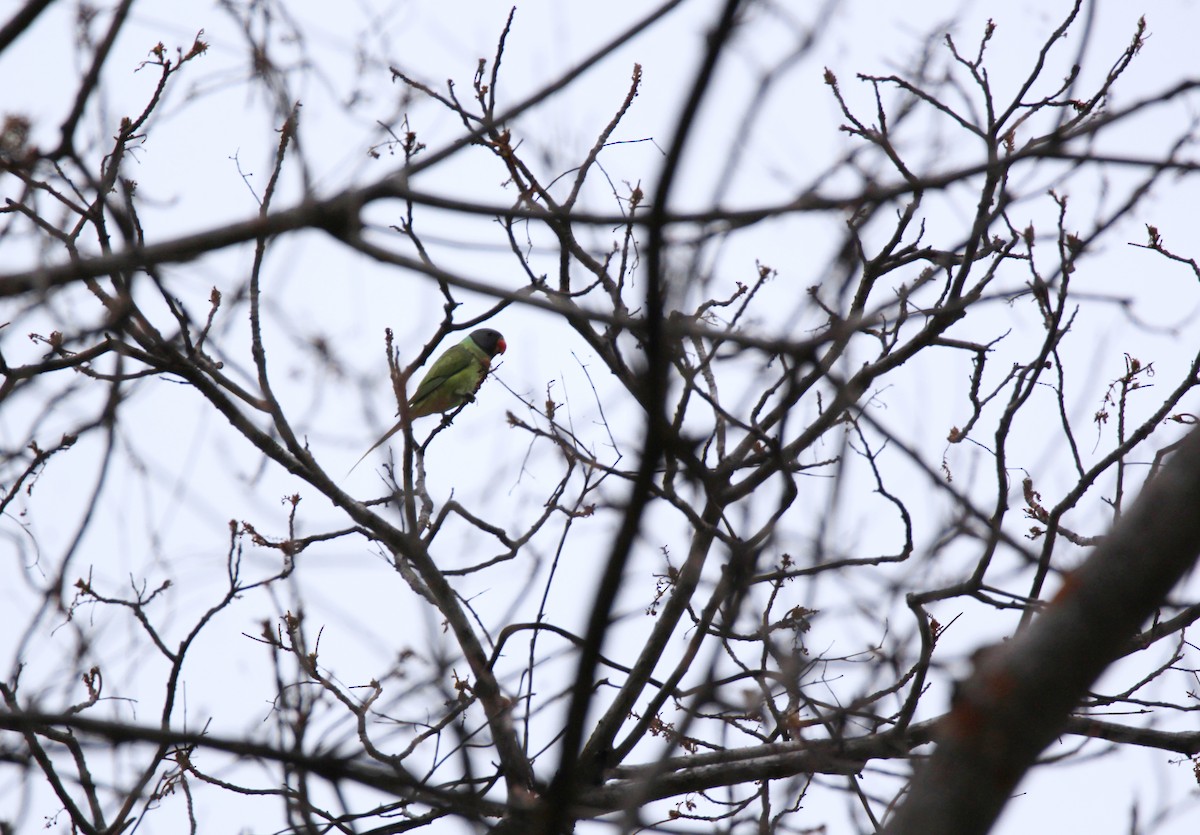 Gray-headed Parakeet - ML632904747