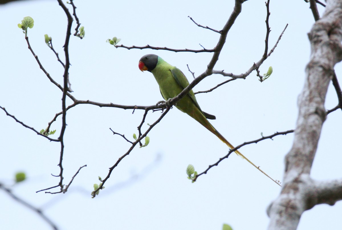 Gray-headed Parakeet - ML632904764