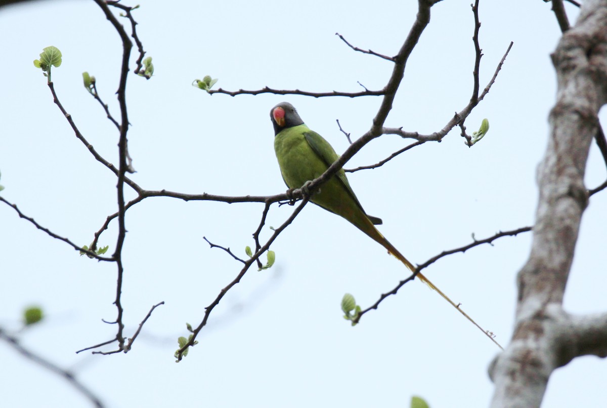Gray-headed Parakeet - ML632904766