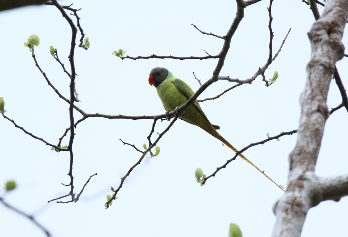 Gray-headed Parakeet - ML632904767