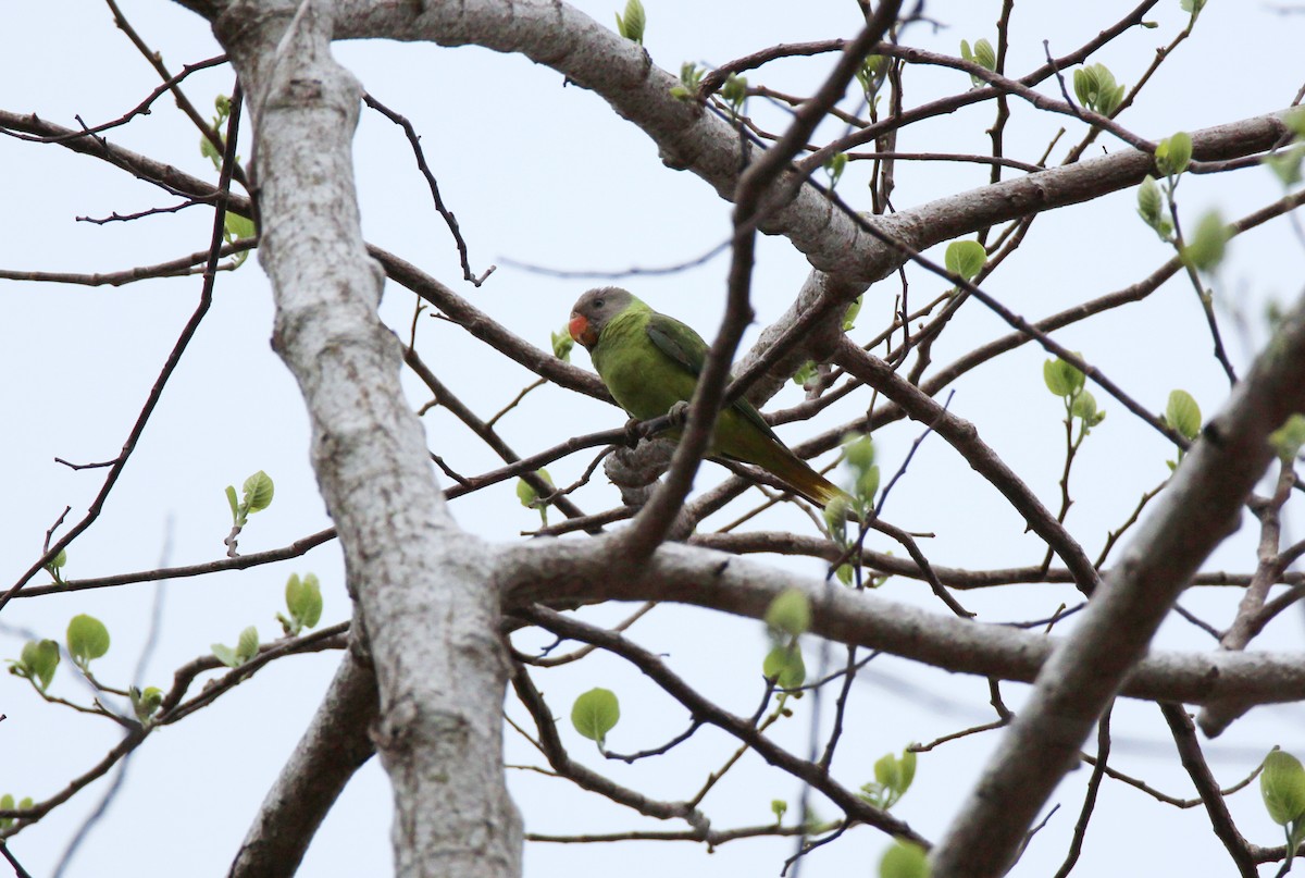 Gray-headed Parakeet - ML632904768