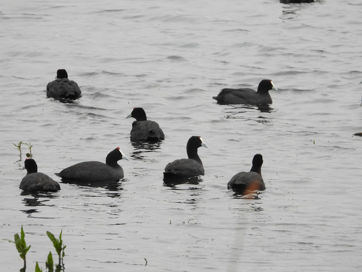 Red-knobbed Coot - ML632904820