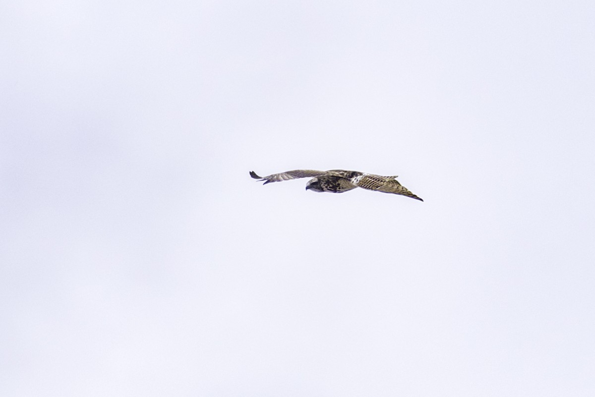 Red-tailed Hawk - ML632904844