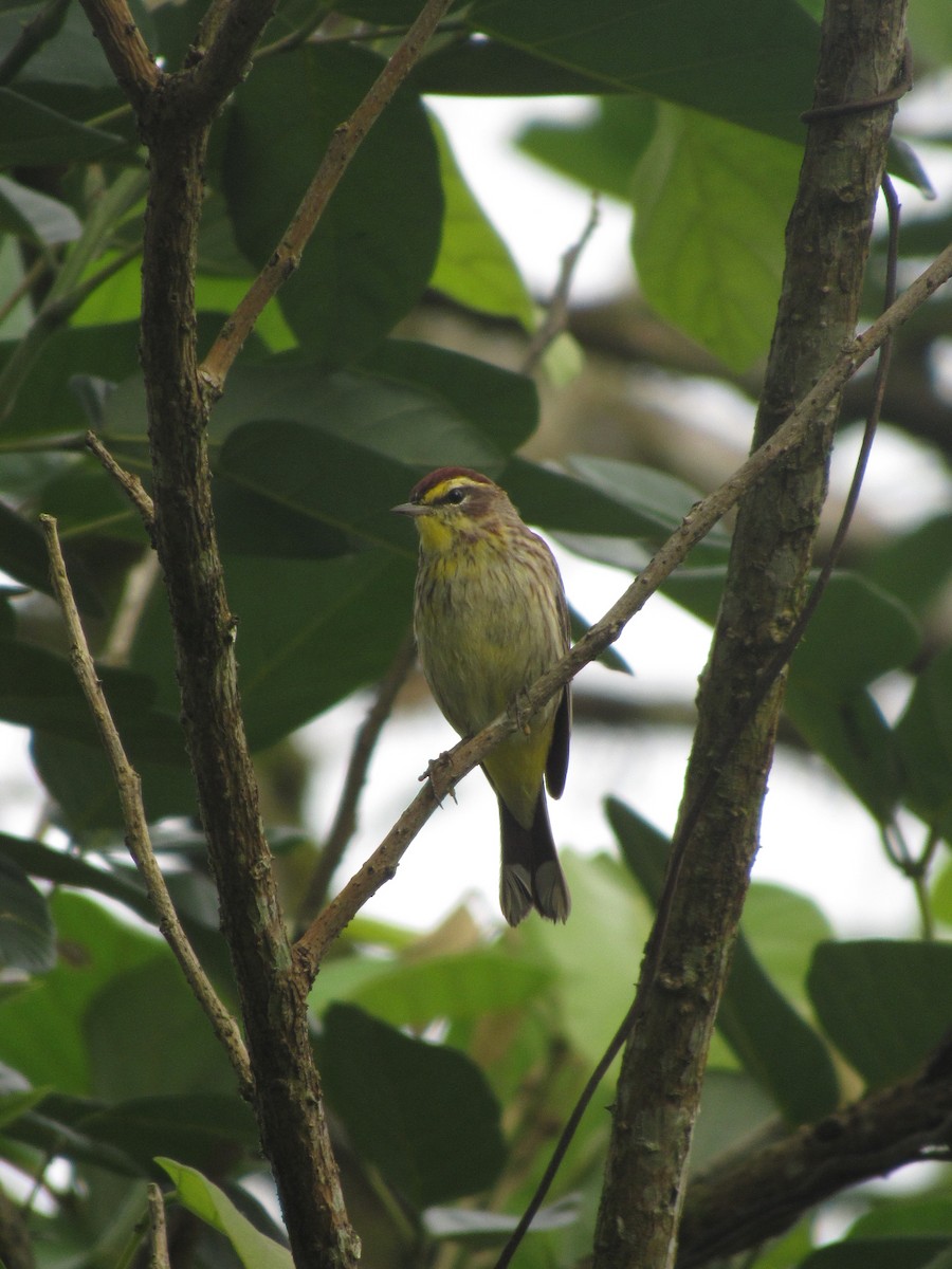 Palm Warbler - ML632904889