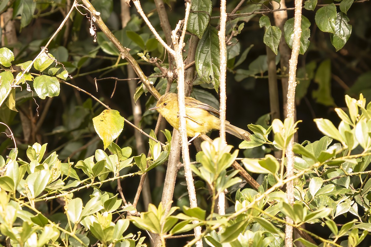 Mountain Yellow-Warbler - ML632905028