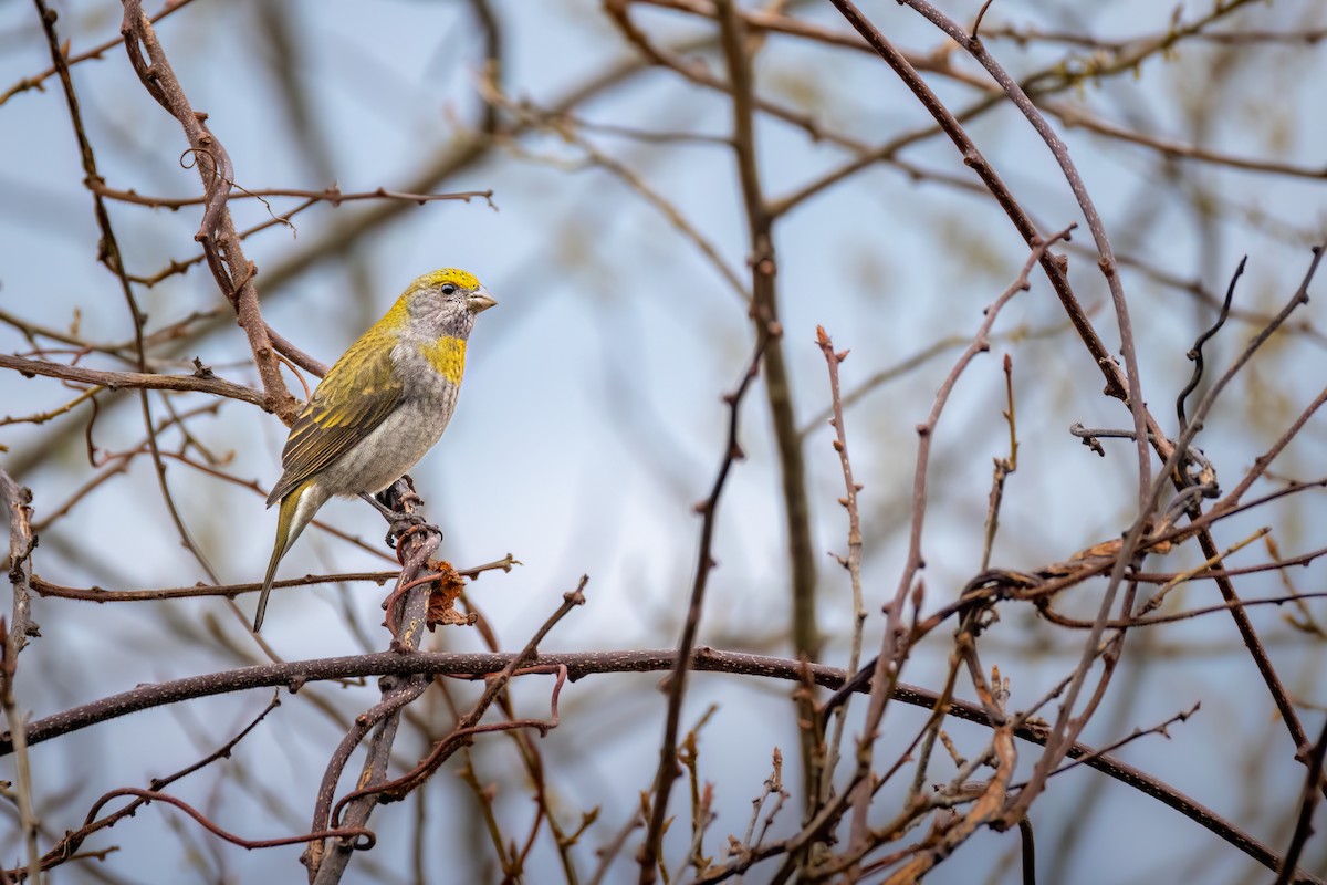 Crimson-browed Finch - ML632905091