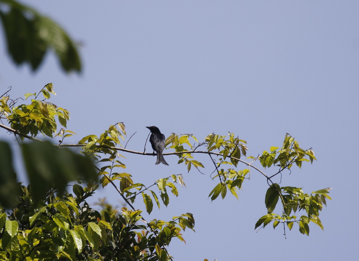 Velvet-mantled Drongo - ML632905109
