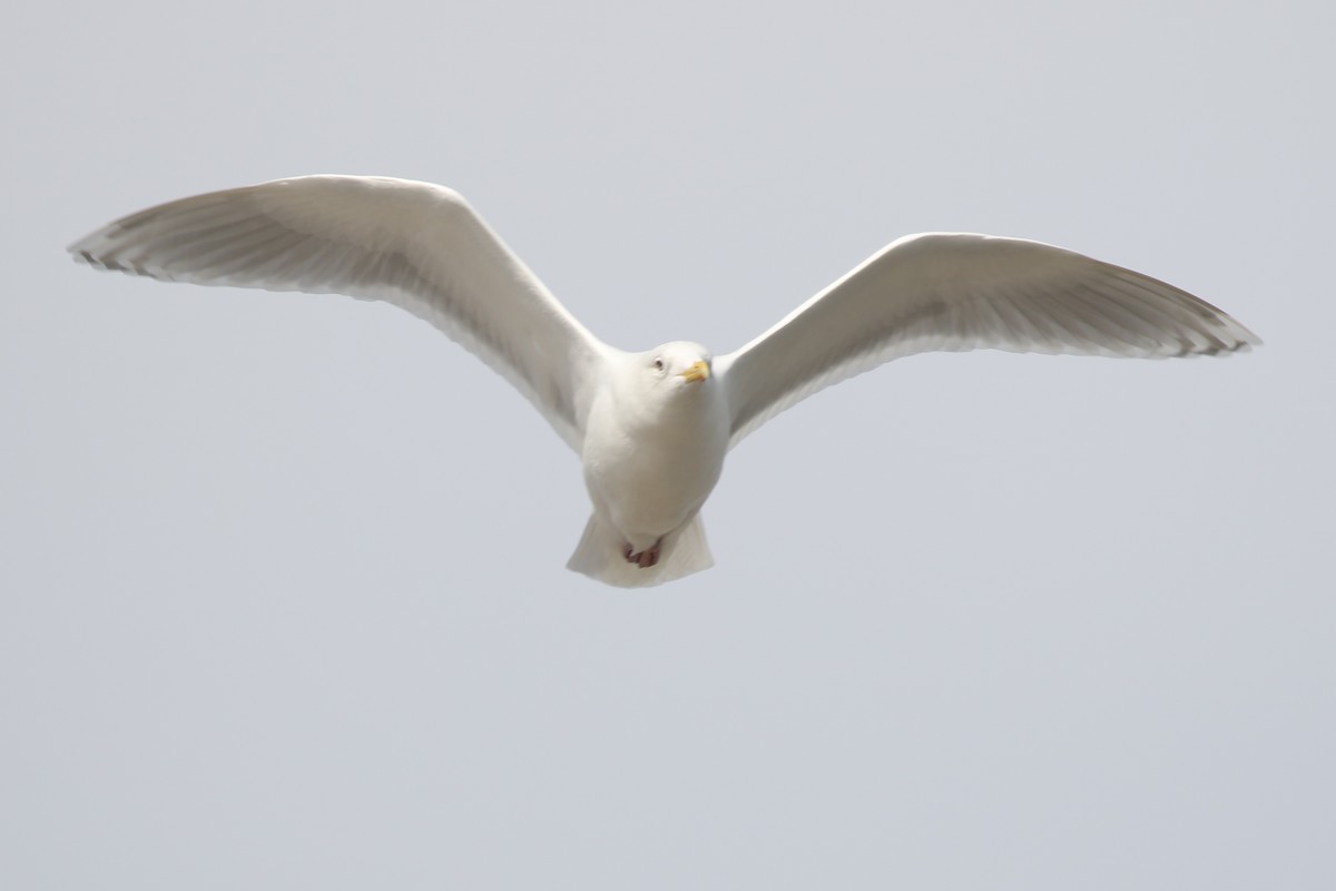 Iceland Gull - ML632905160