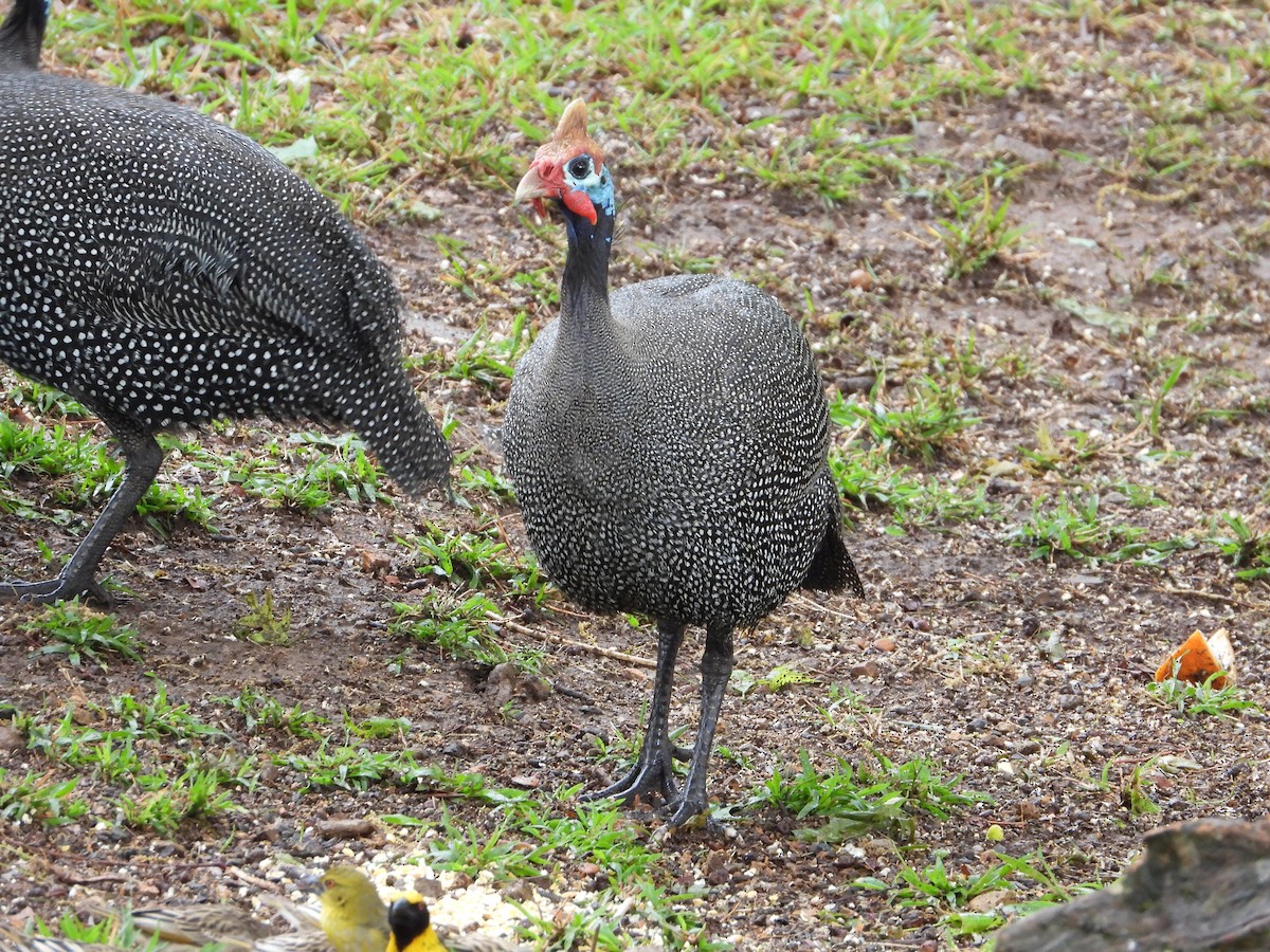 Helmeted Guineafowl - ML632905167