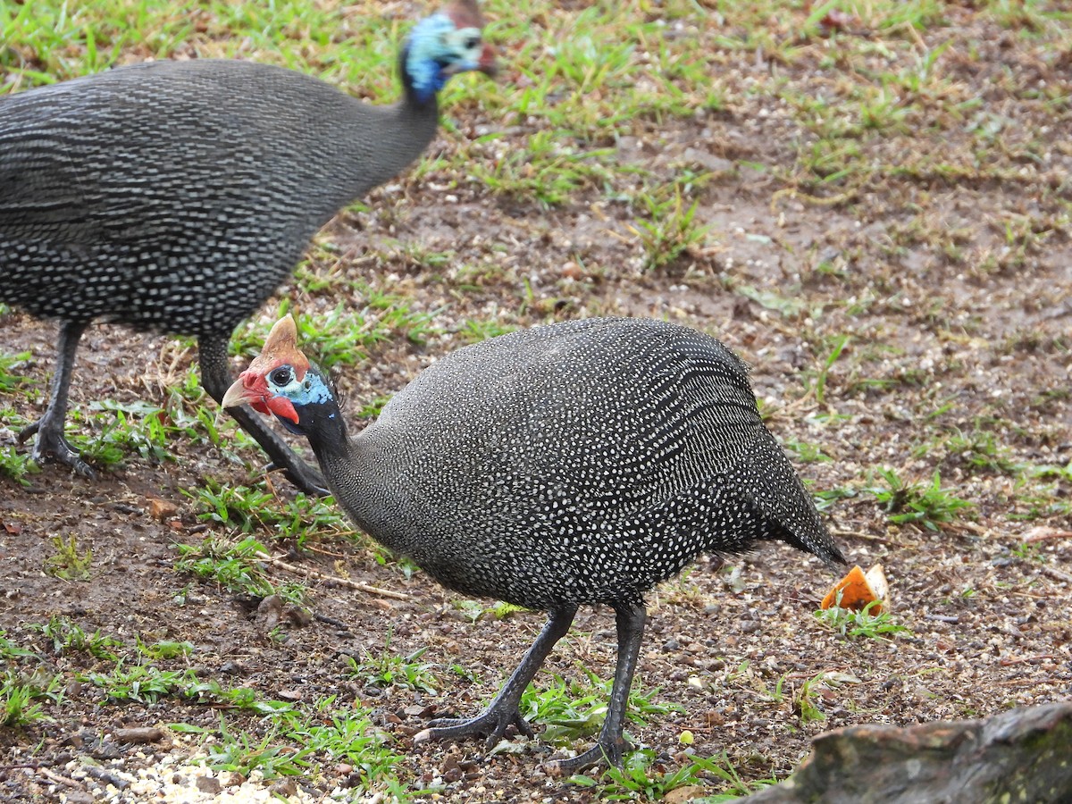 Helmeted Guineafowl - ML632905169