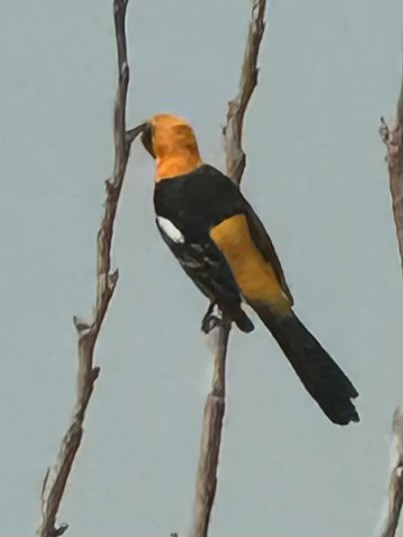 Hooded Oriole - ML632905193