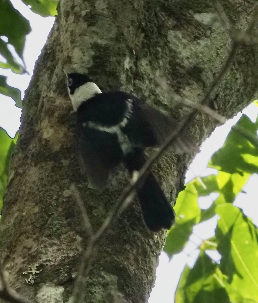 Pied Monarch - ML632905199