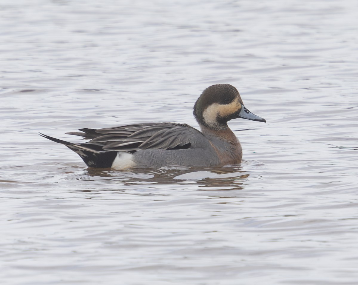 Зээрд алаг x Шовтгор алаг нугас (эрлийз) - ML632905285