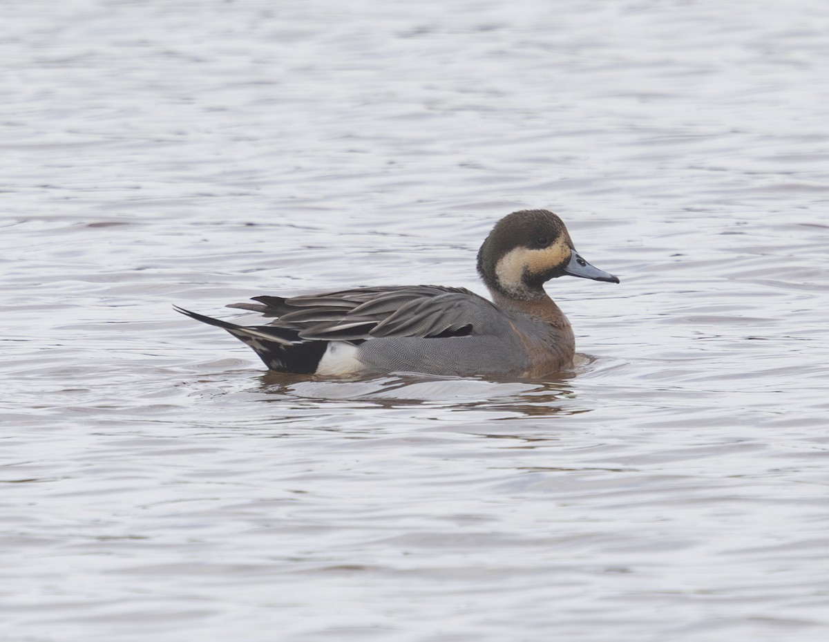 Зээрд алаг x Шовтгор алаг нугас (эрлийз) - ML632905286