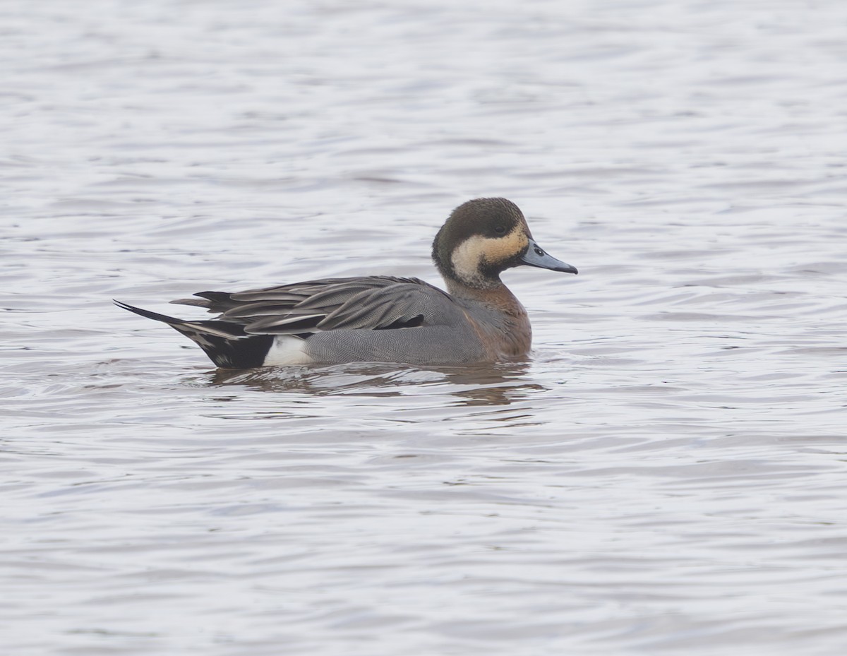Зээрд алаг x Шовтгор алаг нугас (эрлийз) - ML632905287
