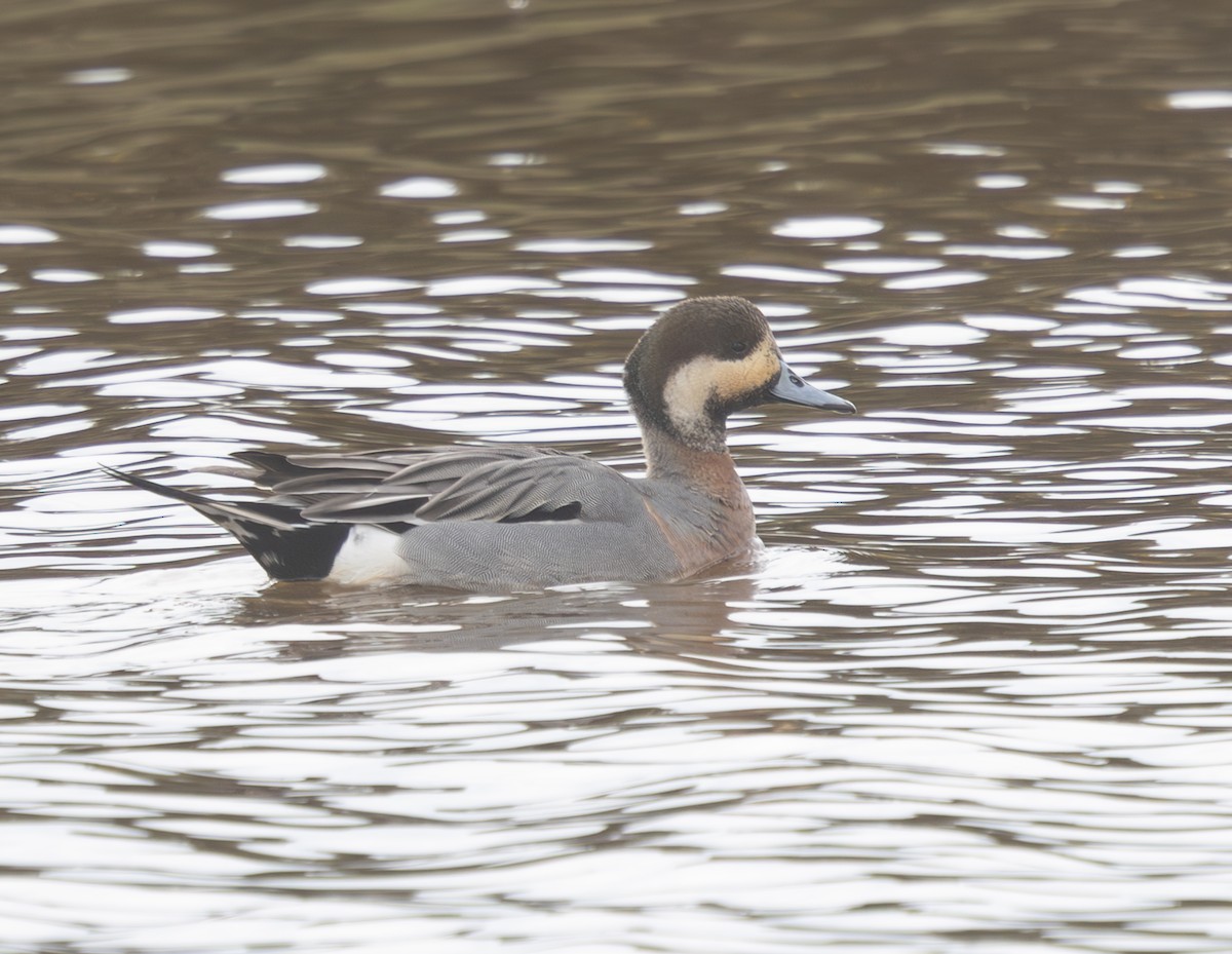 Зээрд алаг x Шовтгор алаг нугас (эрлийз) - ML632905288