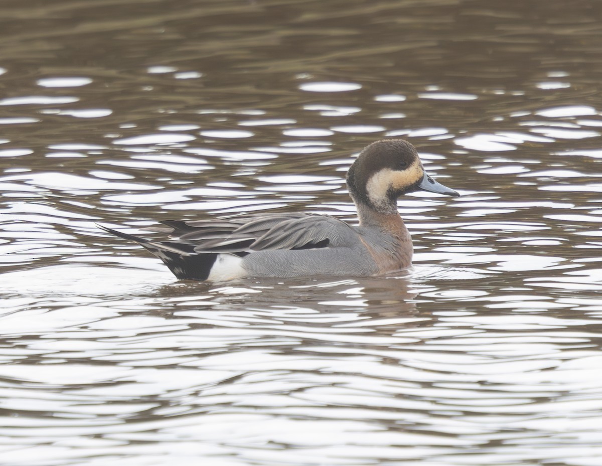 Зээрд алаг x Шовтгор алаг нугас (эрлийз) - ML632905290