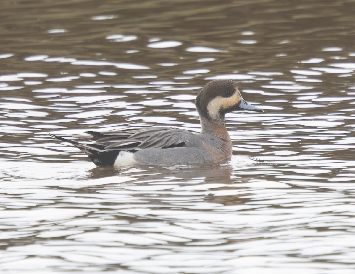 Зээрд алаг x Шовтгор алаг нугас (эрлийз) - ML632905291