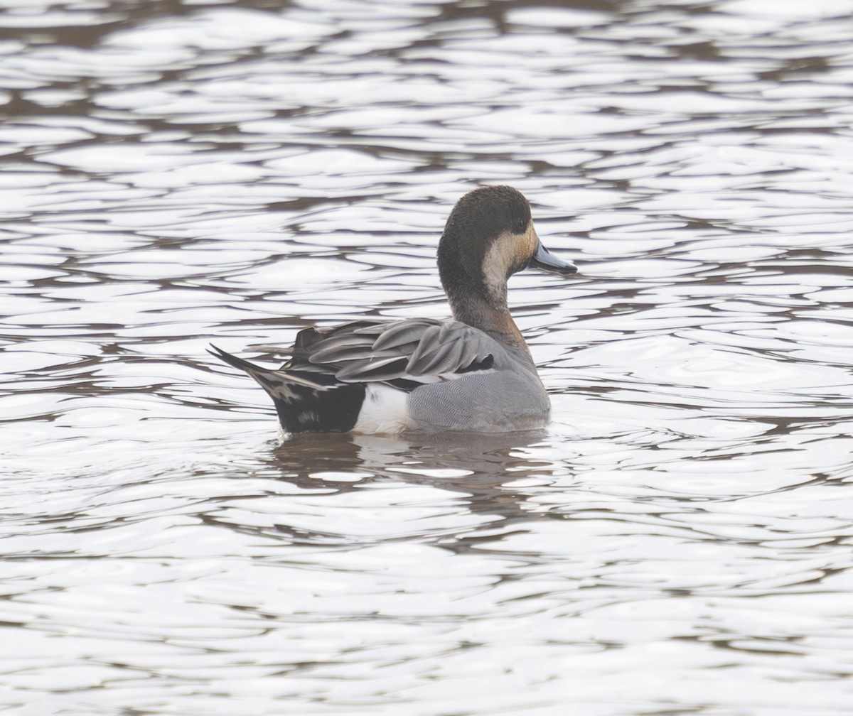 Зээрд алаг x Шовтгор алаг нугас (эрлийз) - ML632905302