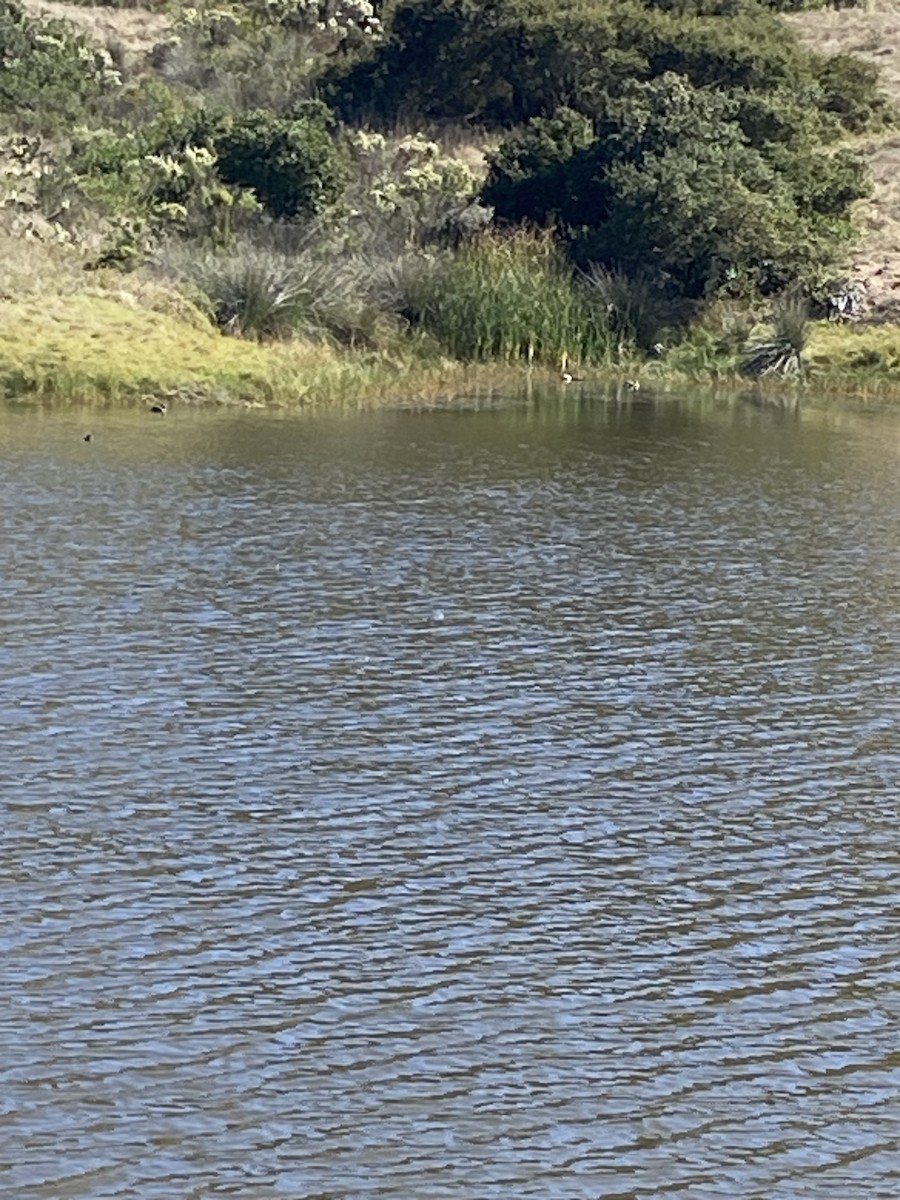 dabbling duck sp. - ML632905323