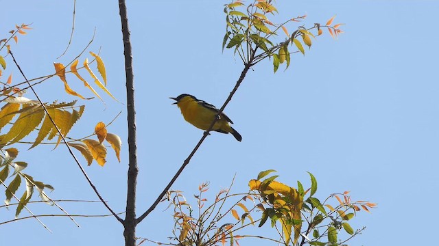 Common Iora - ML632905424